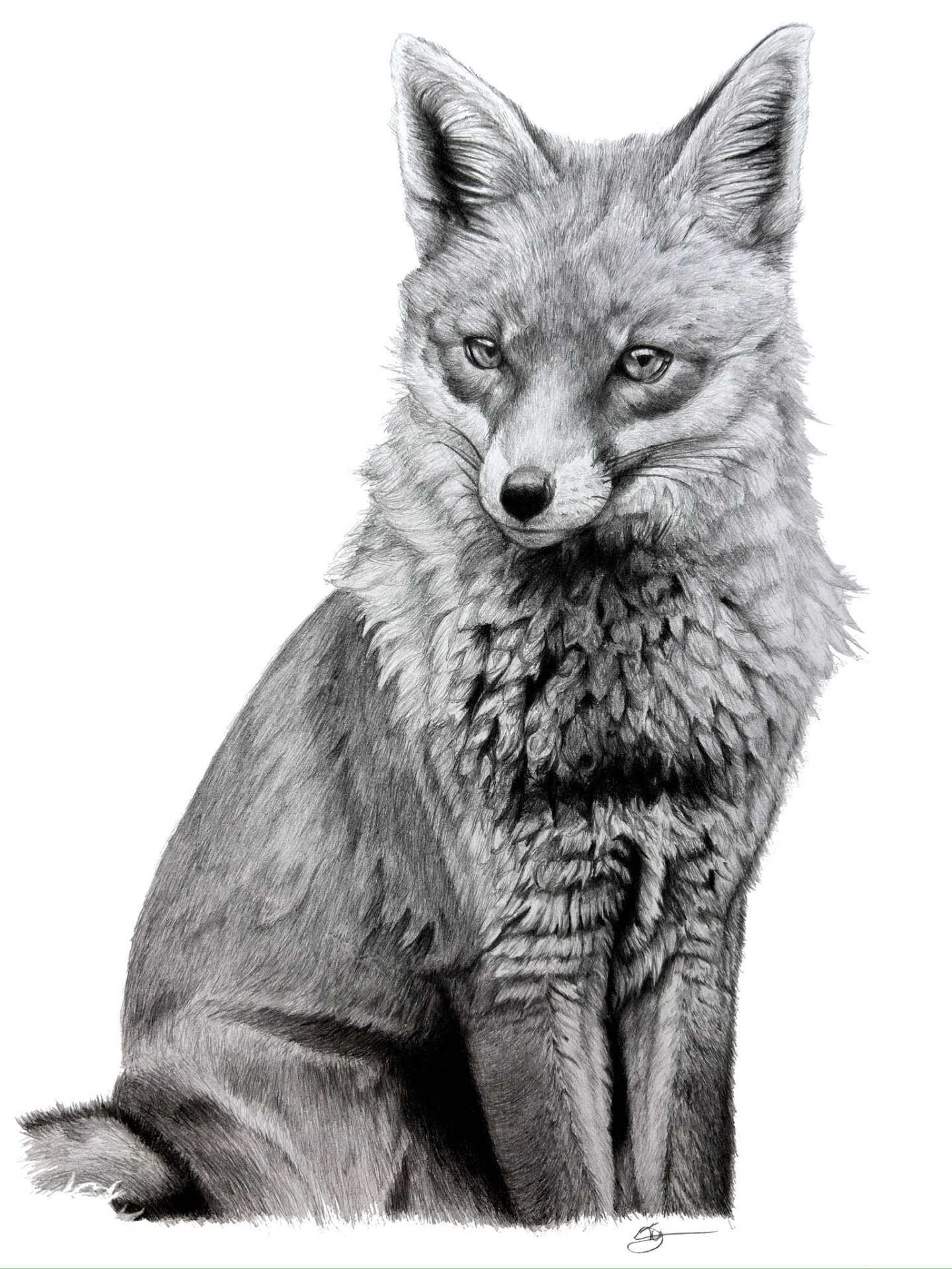 Company of a Fox by Tyler Hewitt