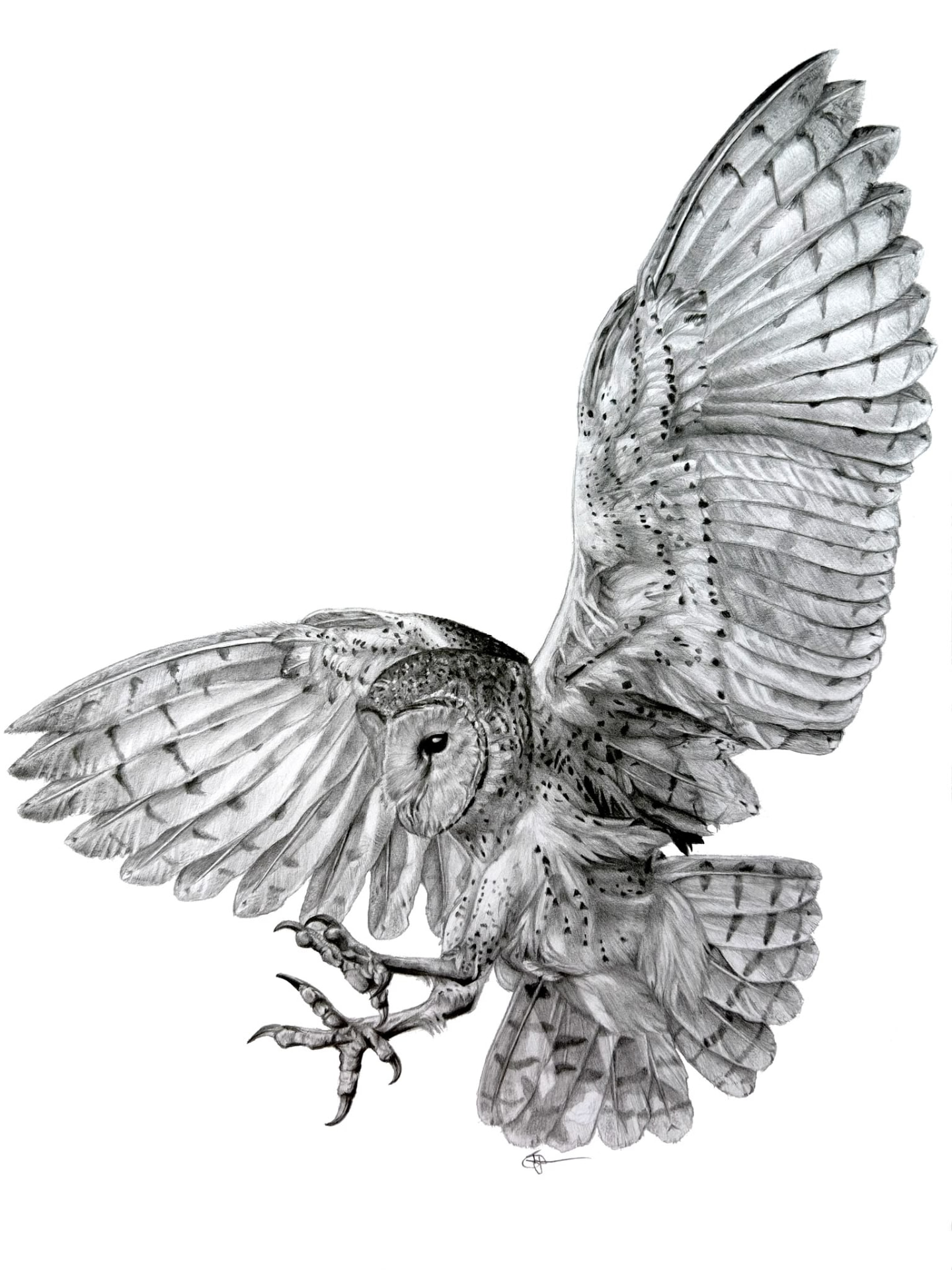Power of a Barn Owl by Tyler Hewitt